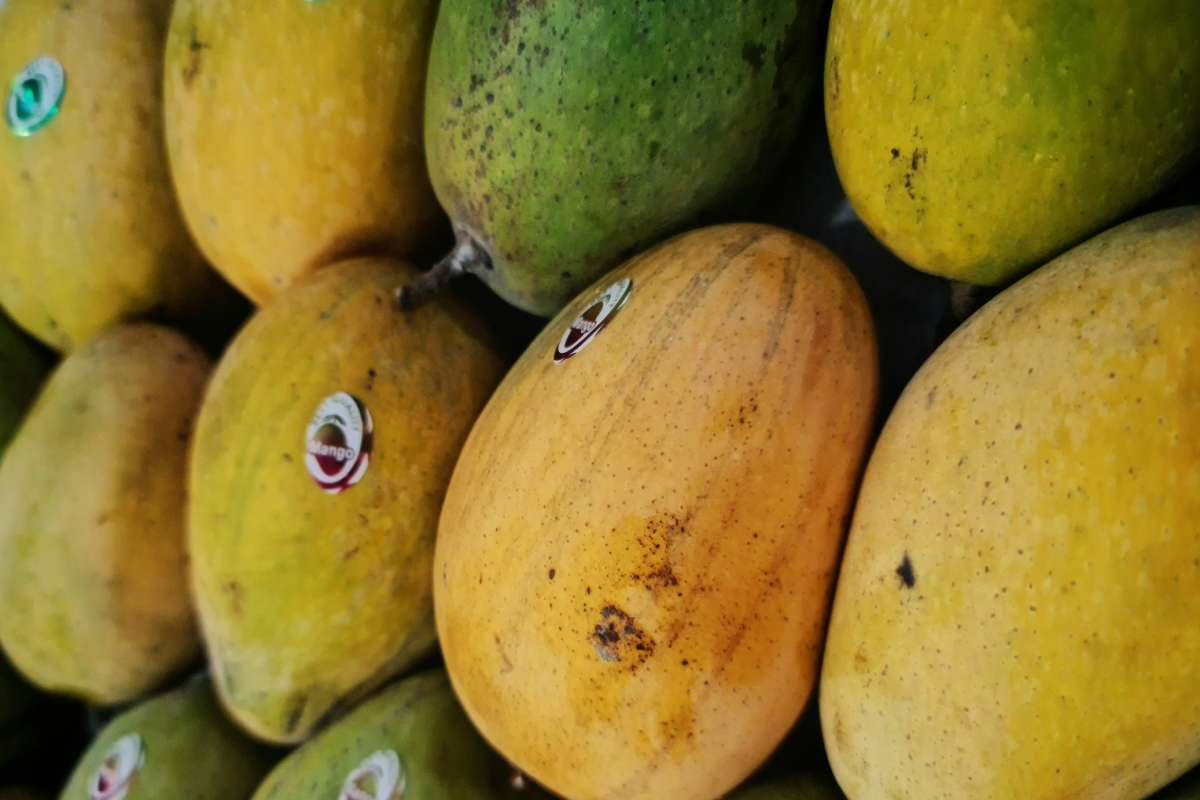 صادرات انبه به پاکستان